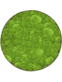 Mosschilderij Nova Frame Natural-concrete 100% Bolmos