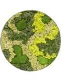 Mosschilderij Nova Frame Natural-concrete 30% Bolmos 70% Rendiermos (Mix)