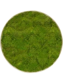 Mosschilderij Nova Frame Antique White-concrete 100% Platmos