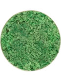 Mosschilderij Nova Frame Antique White-concrete 100% Rendiermos (Grasgroen)