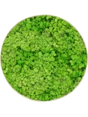 Mosschilderij Nova Frame Antique White-concrete 100% Rendiermos (Licht Grasgroen)