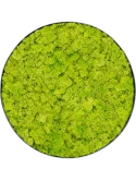Mosschilderij Nova Frame Anthracite-concrete 100% Rendiermos (Lentegroen)