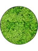 Mosschilderij Nova Frame Anthracite-concrete 100% Rendiermos (Licht Grasgroen)