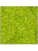 Mosschilderij Nova Frame Antique-concrete 100% Rendiermos (Lentegroen)
