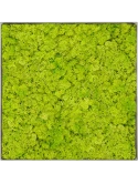 Mosschilderij Nova Frame Natural-concrete 100% Rendiermos (Lentegroen)