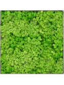 Mosschilderij Nova Frame Natural-concrete 100% Rendiermos (Licht Grasgroen)
