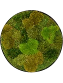 Mosschilderij Nova Frame Antracite-concrete 20% Plat en 80% Exclusieve Moss (mix)
