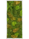 Mosschilderij Aluminium 20% Plat en 80% Exclusieve Moss (mix)
