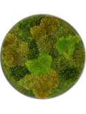 Mosschilderij Nova Frame Natural-concrete 20% Plat en 80% Exclusieve Moss (mix)