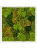 Mosschilderij MDF RAL 9010 Zijdeglans 20% Plat en 80% Exclusieve Moss (mix)