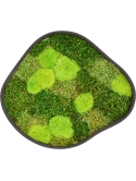 Mosschilderij Organic Frame #2 Earth Mos (Mix)